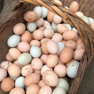 土鸡蛋农家散养新鲜正宗草鸡蛋食用笨柴鸡蛋孕妇月子蛋50枚整箱