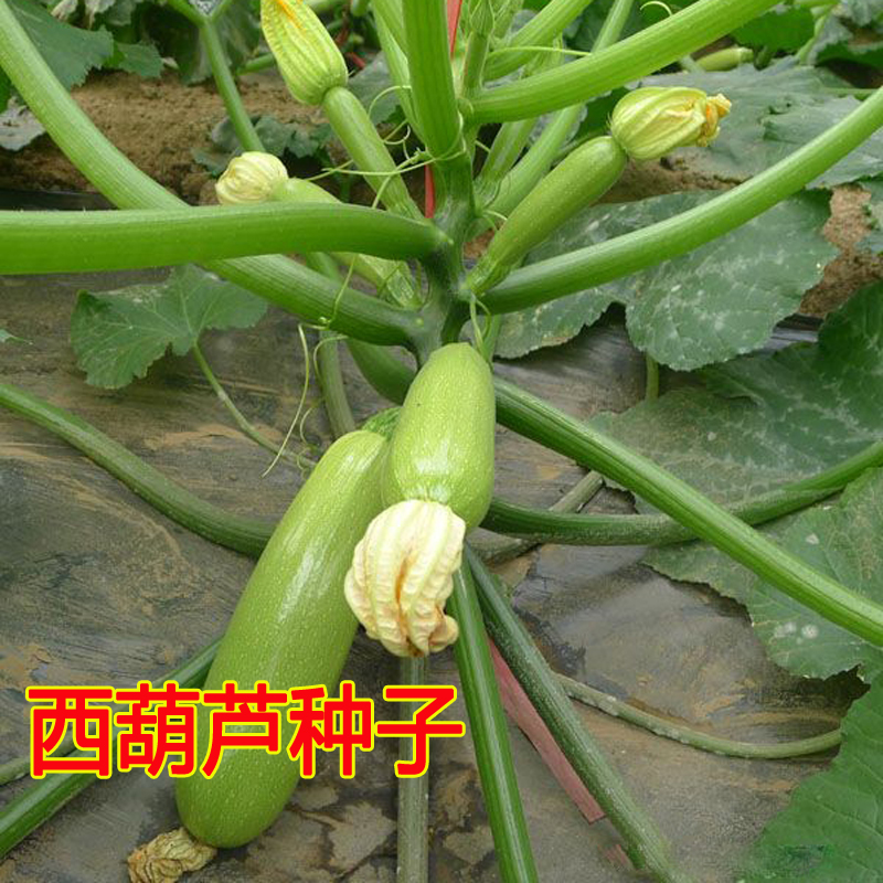 种抗热蔬菜籽 阳台盆栽蔬菜种子四季 西葫芦种子超级早青小南瓜夏季
