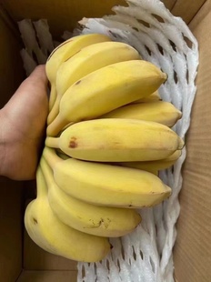 香蕉海南芭蕉小米蕉粉蕉苹果蕉软糯甜装 新鲜三亚特产5斤8斤 包邮