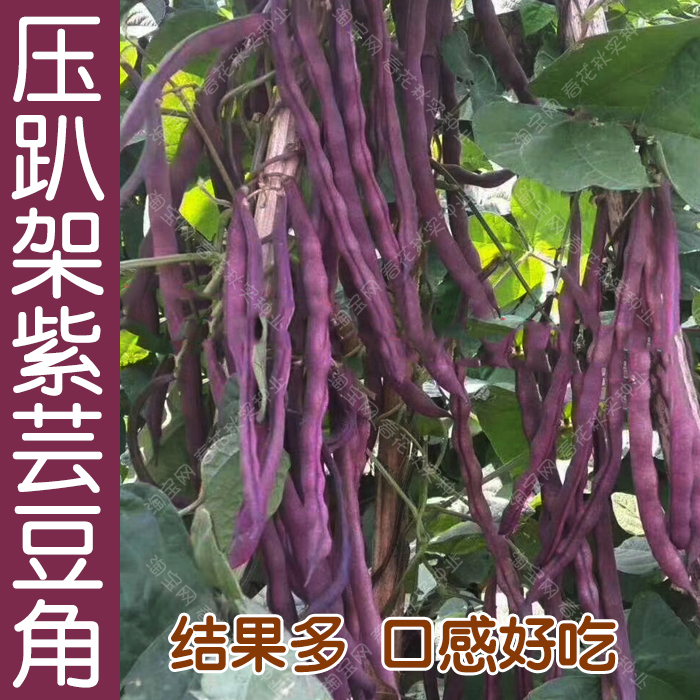 压趴架紫芸豆种子 春秋季 高产抗病易种结果多孑 播豆角豇豆蔬菜籽
