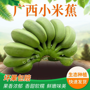 水果生鲜香蕉健康美味苹果蕉整箱现摘 广西自然成熟小米蕉应季