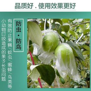 青枣套袋枣专用防虫薄膜青套袋CYE树上水透明保护果套袋大透气包