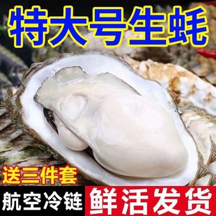 生蚝鲜活5斤整箱特大10新鲜海蛎子海鲜超大牡蛎贝壳即食海鲜水产