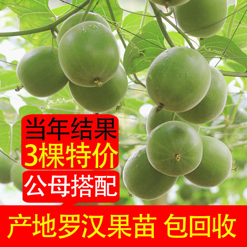 种植 广西桂林永福罗汉果苗盆栽正宗罗汉果树苗地栽当年结果四季