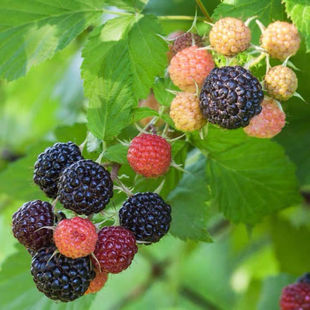 黑莓树莓果树苗浆果耐寒灌木好养庭院露台植物盆栽苗四季 覆盆子苗
