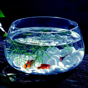 透明玻璃花瓶铜钱草水培植物花盆大码 绿萝玻璃器皿客厅圆形鱼缸