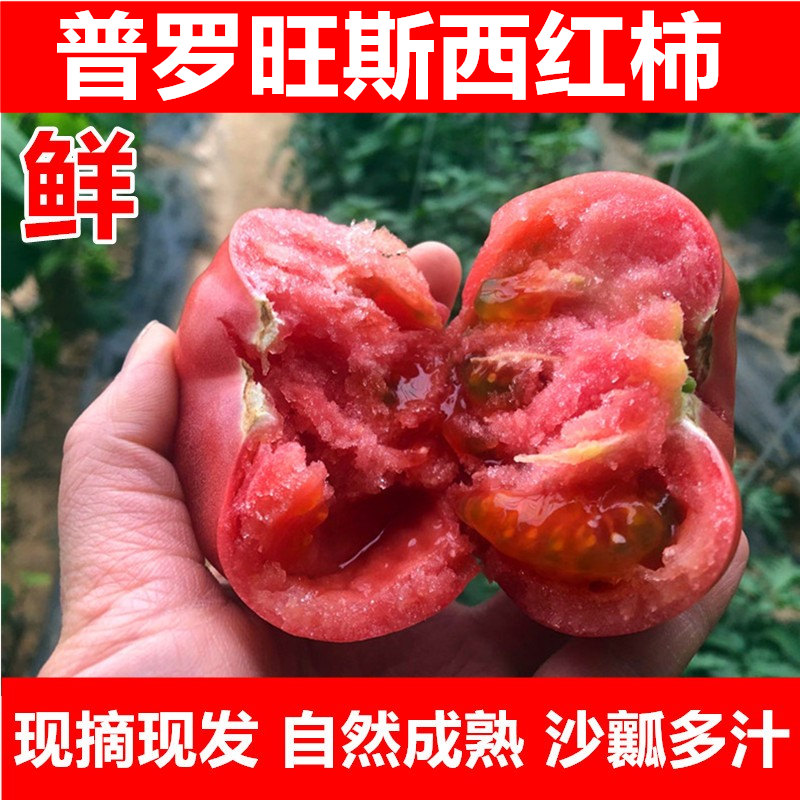 山东普罗旺斯水果当季 沙瓤西红柿自然熟新鲜生吃番茄蔬菜3 5斤装