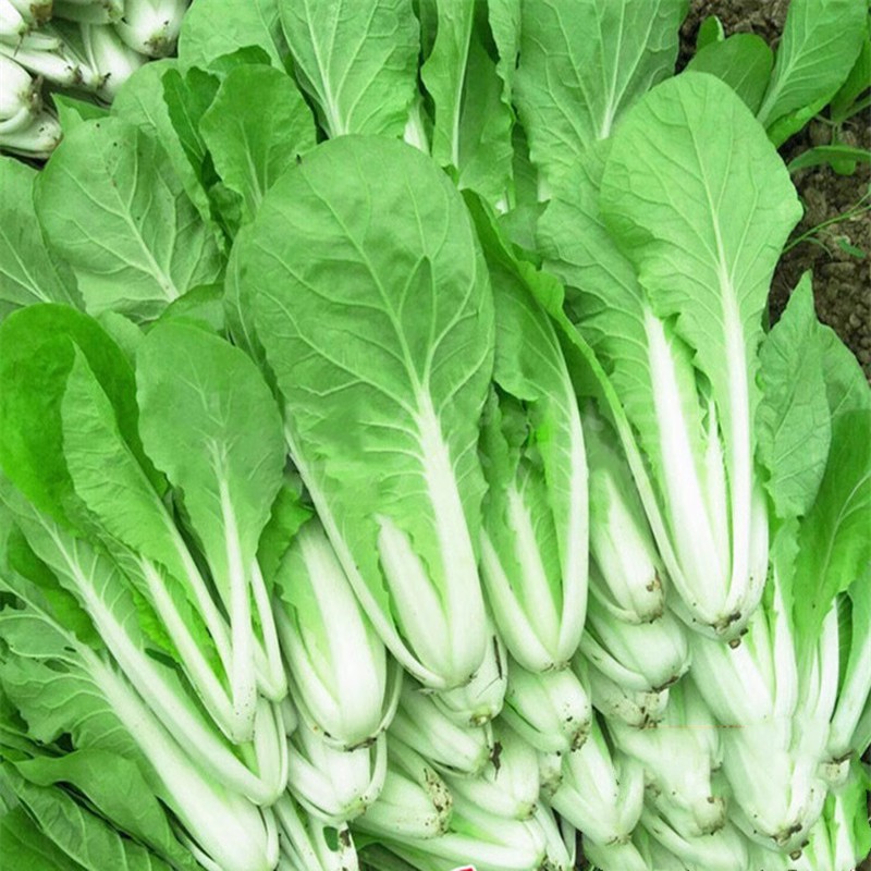 蔬菜种籽早熟小青菜阳台盆栽耐热奶油快菜 速生小白菜种子四季 四季