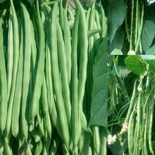 高产早熟爬藤四季 豆种子四季 架豆种子蔬菜种孑 播芸角种子春季