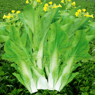 菜薹种籽 种白菜心种孑蔬菜种四季 甜脆早熟白菜苔种子菜种籽秋冬季
