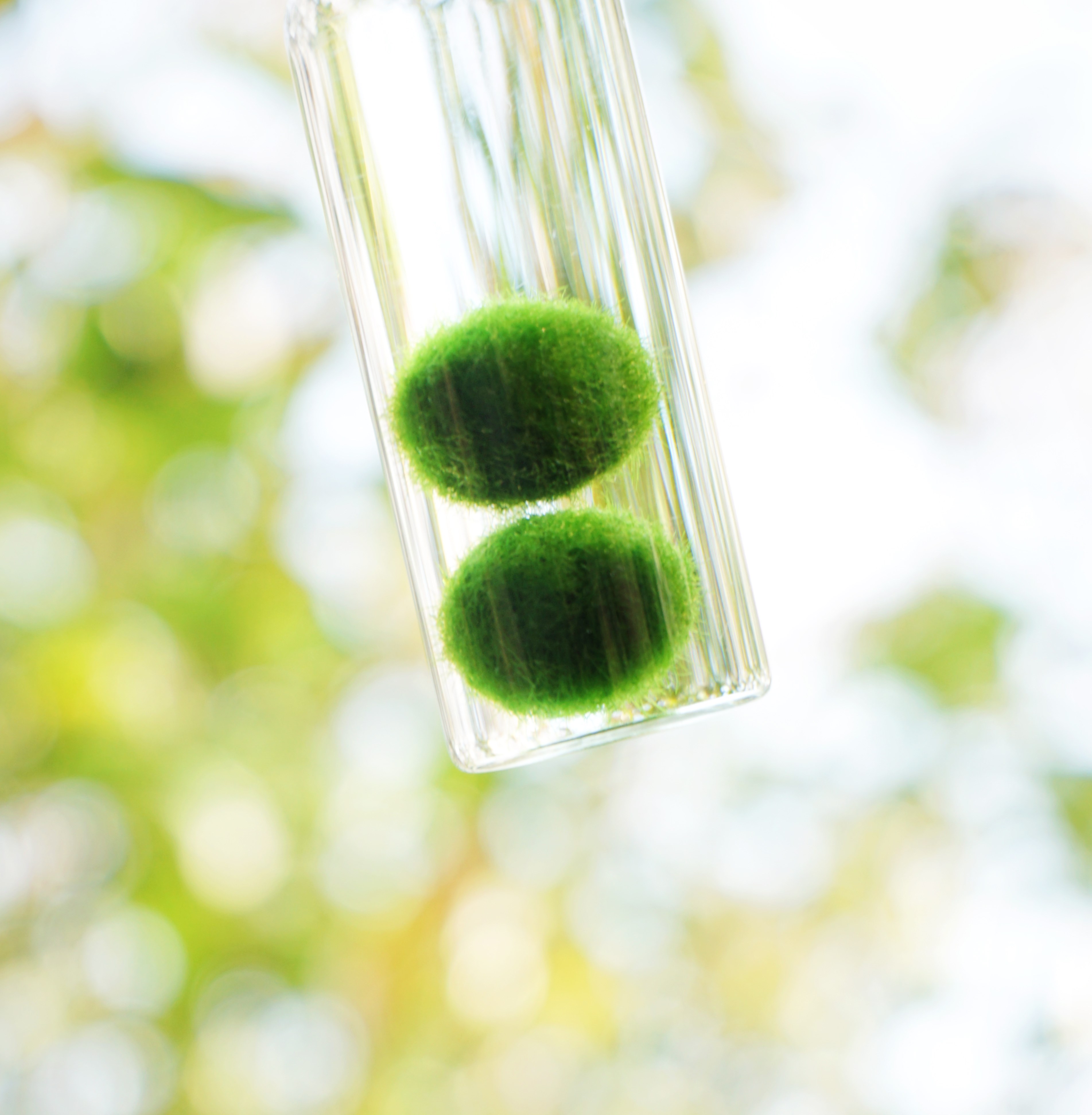 球藻时光 「旅行装 好养植物水培苔藓微景观 」幸福海藻球菌