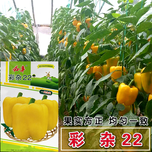 彩杂22黄色甜椒苗 辣椒种籽甜椒种子 盆栽灯笼椒蔬菜种苗 阳台四季