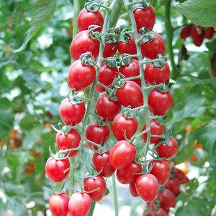 苗秧盆栽 千禧番茄种子小番茄西红柿种籽圣女果蔬菜孑大全四季 春季