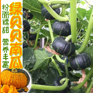 蔬菜苗春秋菜种籽种孑大全农作物种 迷你绿贝贝小南瓜种子板栗四季