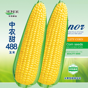 中农甜488超甜水果玉米种子甜糯粘四季 甜玉米种籽禾之元 种孑 春季