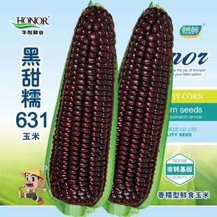 春夏菜种孑甜糯禾之元 黑甜糯631黑糯玉米种子紫水果玉米种籽四季