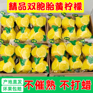 四川安岳黄柠檬精选双胞胎一级大果新鲜水果皮薄多汁奶茶店专用