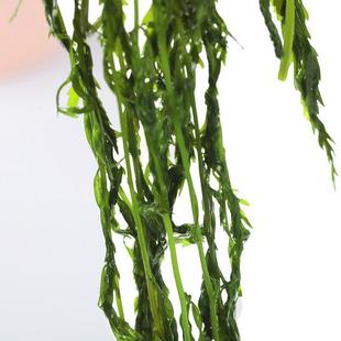 当年新货盐渍马尾藻菜 海藻 干货长寿菜天然火锅食材海带 海草5斤