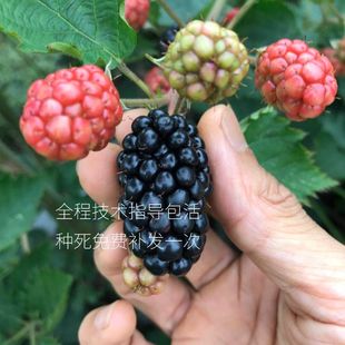 四季 开花无刺果子大黑莓实心新品 结果黑莓树莓带土 种双季