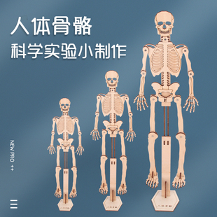 人体骨骼模型 拼装 科普器材科学实验玩具教学教具 科技小制作diy