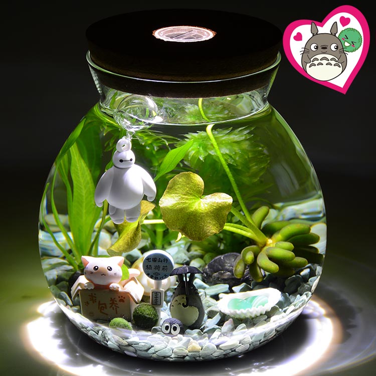 生态瓶鱼微景观幸福海藻球办公室水培打伞龙猫水培植物盆栽景观瓶
