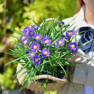 矮生重瓣荷兰菊紫菀小苗种子耐寒盆栽多年生宿根阳台庭院室内外