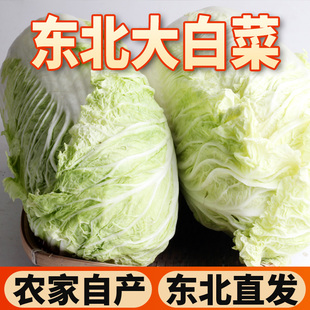 东北大白菜新鲜蔬菜应季 可以做辣白菜酸菜农家包心菜净重10斤 包邮