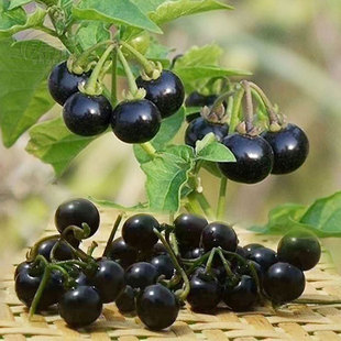 果苗盆栽黄种籽孑龙葵果 紫黑色龙葵种子农家黑悠悠黝黝水果四季
