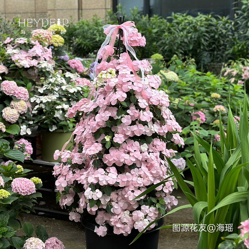 花园绣球花苗逃跑新娘粉色白色垂吊花量大阳台庭院花卉盆栽 海蒂