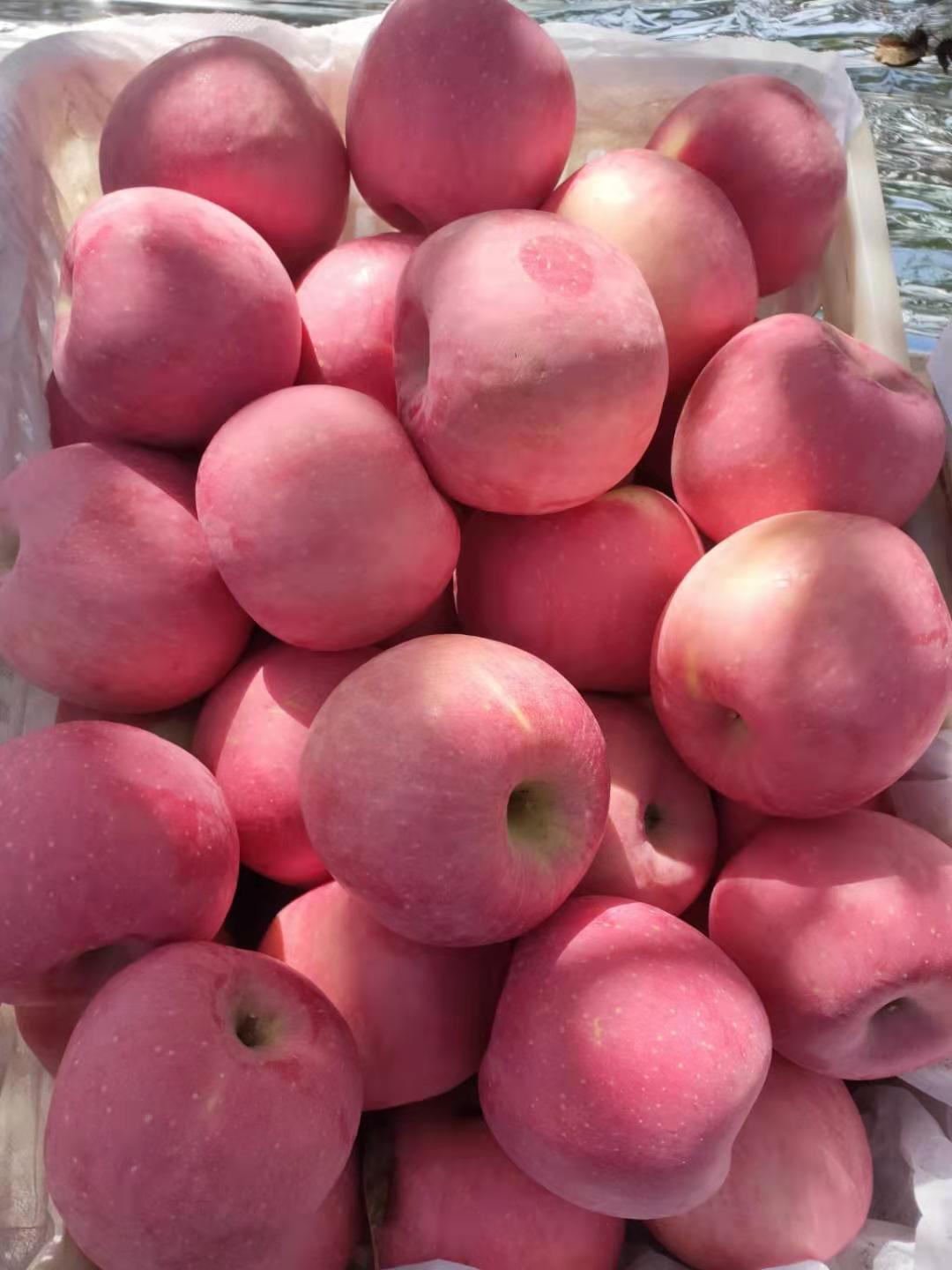 农家自种水果苹果 陕西特产白水苹果新鲜水果红富士75