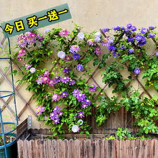 爬墙花卉阳台盆栽带花苞 铁线莲爬藤植物重瓣大花攀爬耐寒庭院多季