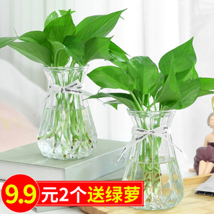 加厚玻璃花瓶透明北欧ins风创意水培植物绿萝水养插花器 3个9.9元