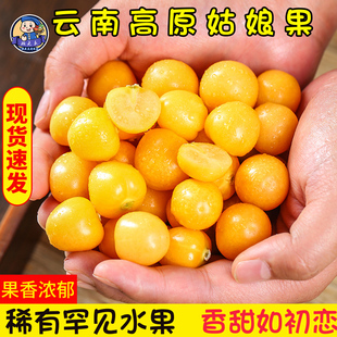 云南姑娘果5斤菇娘果高原灯笼果新鲜罕见水果甜小金豆