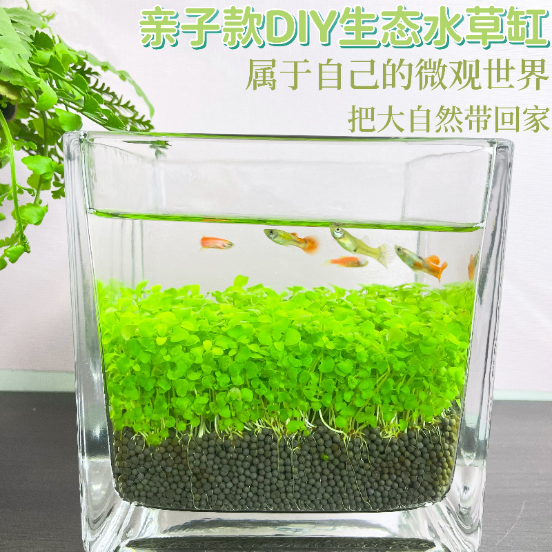 水草种子生态鱼瓶微景观创意鱼缸玻璃瓶水培植种籽水草缸造景套餐
