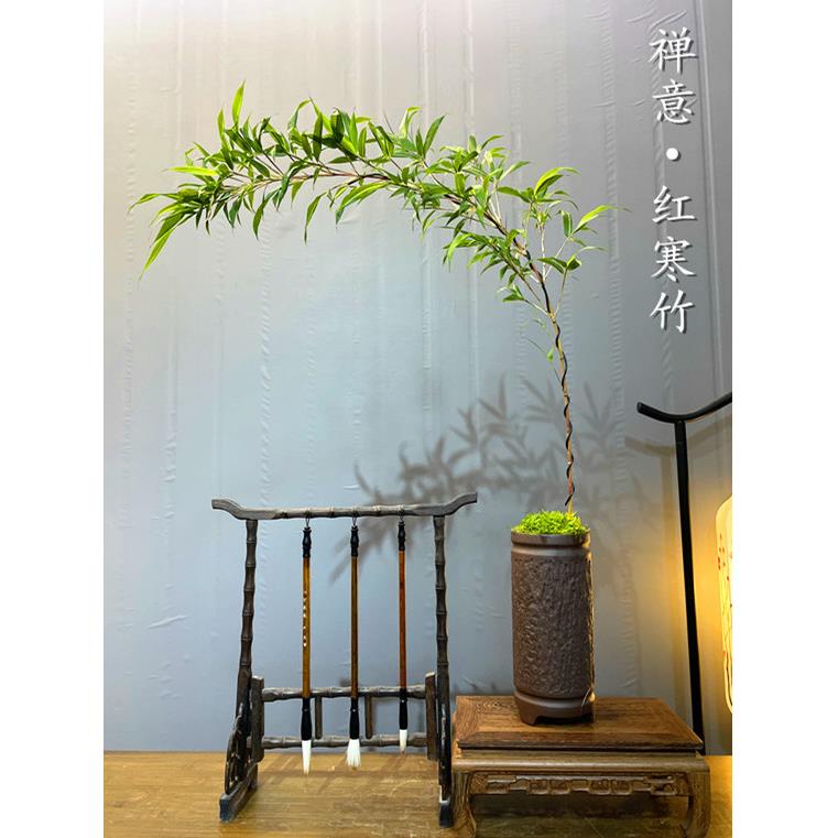 书房办公桌茶室盆栽文人创意盆景绿植 红竹红寒竹桌面竹子禅意中式