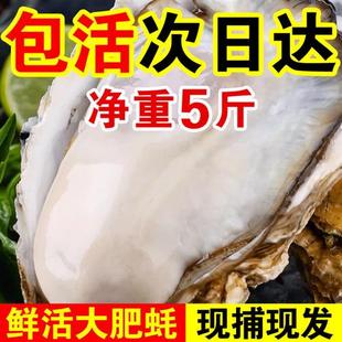 包活鲜活乳山生蚝新鲜牡蛎超大特大肉海蛎子5斤刺身即食海鲜水产