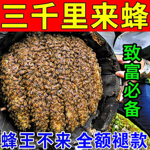 蜜蜂引诱蜂王 中蜂养蜂招蜂水 诱蜂膏神器蜂蜡诱蜂用野外用诱蜂水
