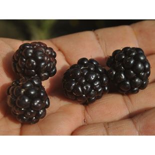 美国无刺黑莓苗 肯曼克黑树莓苗 双季 三冠黑水晶 赫尔 黑莓树苗
