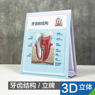 饰摆件三维吸塑牙齿标示牌 牙科口腔诊所海报牙齿结构图口腔模型装