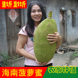 送2斤共发22斤 新鲜菠萝蜜水果 海南三亚非红肉菠萝蜜大树菠萝 包邮