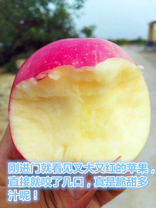 陕西白水苹果特产新鲜水果苹果红富士75 农特产 包邮