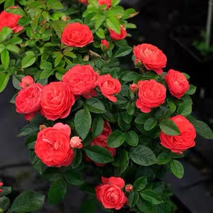 玫瑰花 开花勤花欧树状月季 红色果汁棒棒糖荷兰香奈尔阳台系列多季