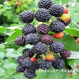 黑树莓苗黑覆盆子栽后结果红黄树莓黑莓果树苗四季 阳台盆栽结果