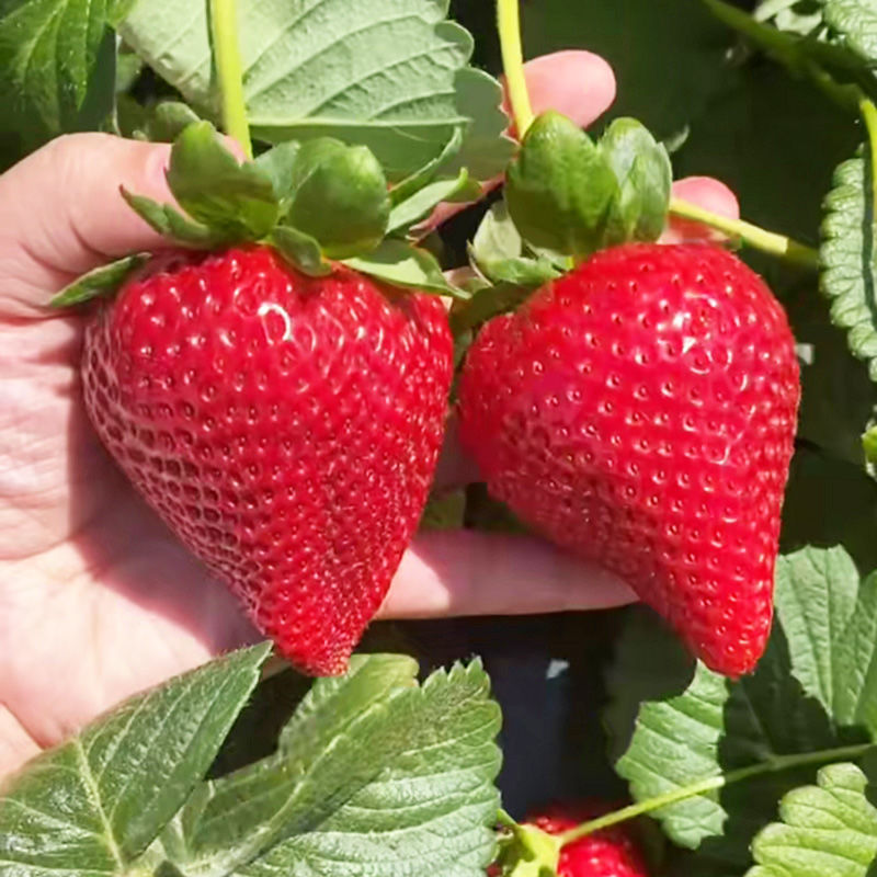 草莓苗盆栽特大食用奶油章姬丹东99草莓苗当年结果南北方种植 四季