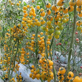 夏洛特樱桃番茄种子 口感甜糯 黄色樱桃番茄 小番茄种子 有香味