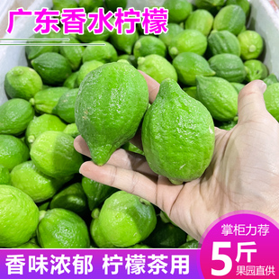 广东香水柠檬奶茶店专用新鲜当季 商用水果一级无籽青柠檬整箱 包邮
