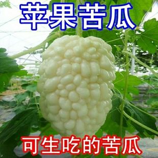 苹果苦瓜种子进口台湾苹果苦瓜种子甘甜水果苦瓜种子蔬菜种子 新品