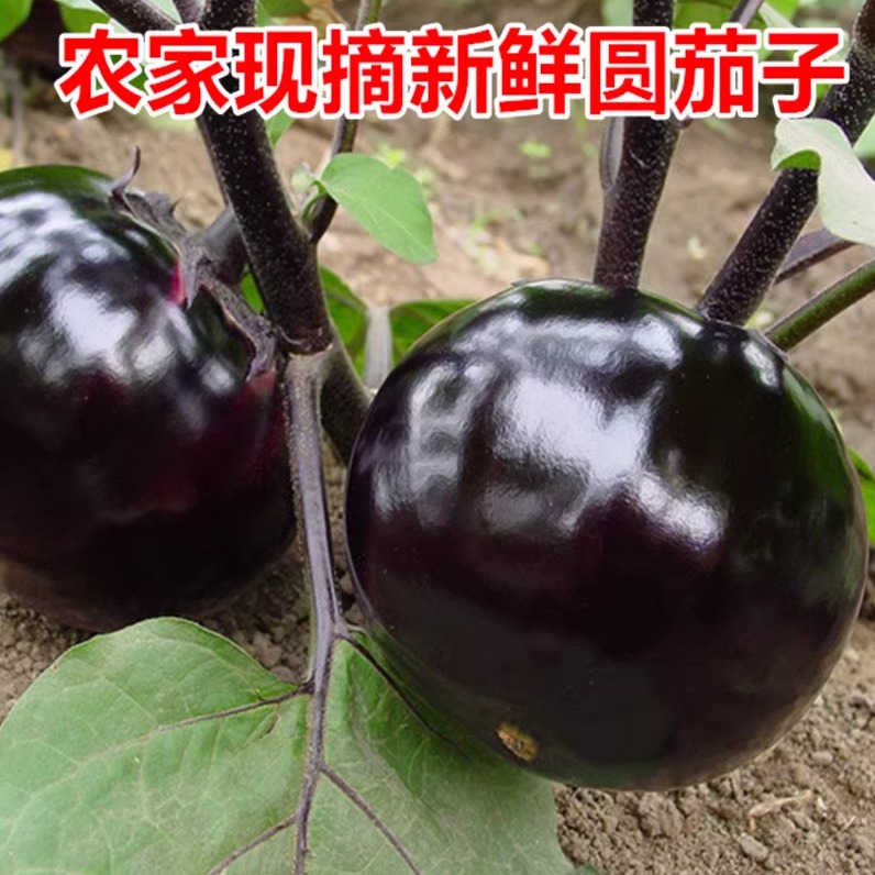 山东现摘时令圆茄子新鲜蔬菜紫茄子嫩茄子农家自种3 5斤 包邮