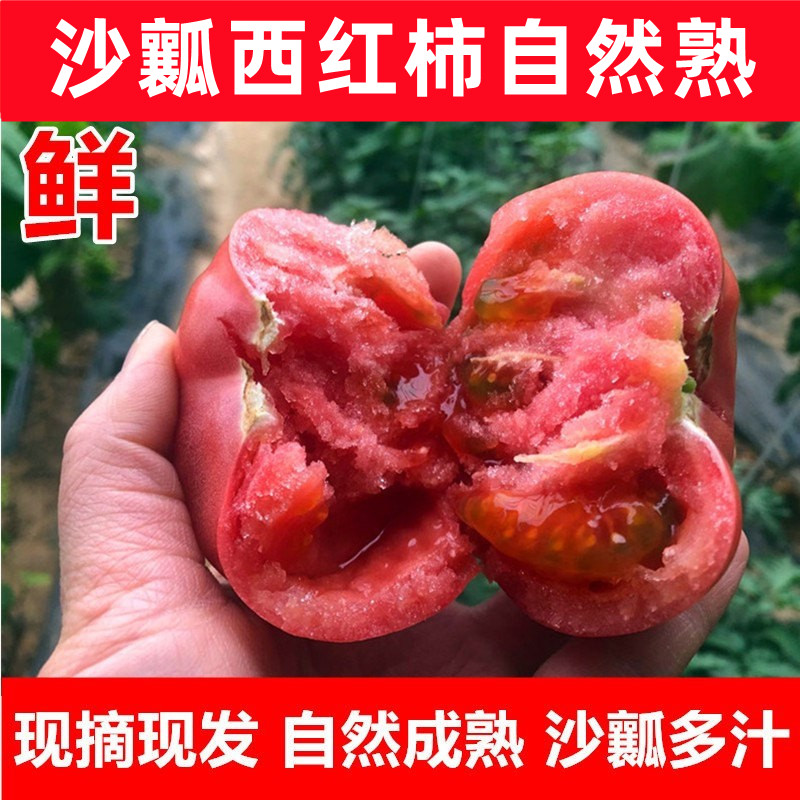 沙瓤西红柿自然熟新鲜生吃番茄蔬菜农家自种大番茄 山东当季