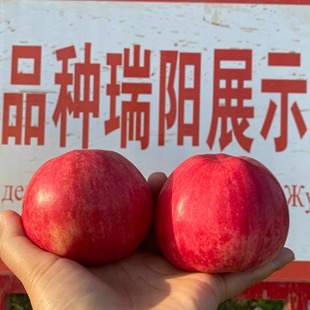 比红富士好吃新鲜水果当季 正宗新疆瑞阳苹果酥脆多汁
